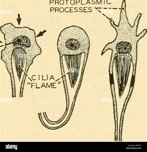 flame cells are similar to